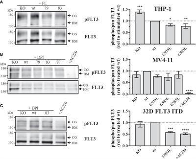 Disrupting PTPRJ transmembrane-mediated oligomerization counteracts oncogenic receptor tyrosine kinase FLT3 ITD